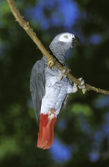 African Grey Parrot (psittacus erithacus), Adult hanging from Branch