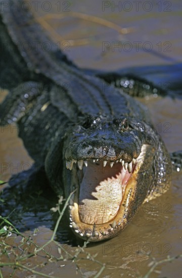 American Alligator, alligator mississipiensis, Adult in Defensive Posture with Open Mouth