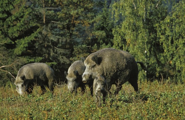 WILD BOAR (sus scrofa), ADULTS LOOKING FOR FOOD, FRANCE