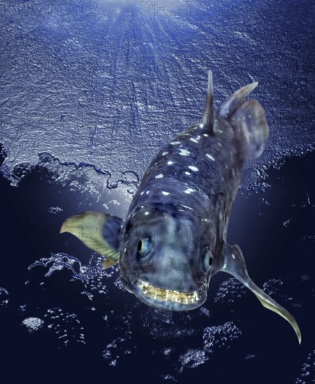 Coelacanth (latimeria chalumnae)