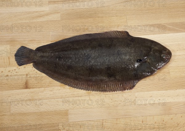 Sole, Sole (solea solea), Other animals, Fish, Flatfish, Animals, FRESH SOLE FISH