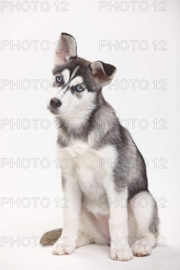 Siberian Husky, puppy, 11 weeks