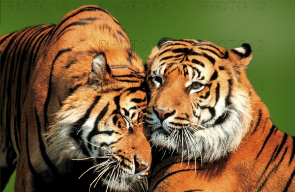 Sumatran Tiger (Panthera tigris sumatrae)