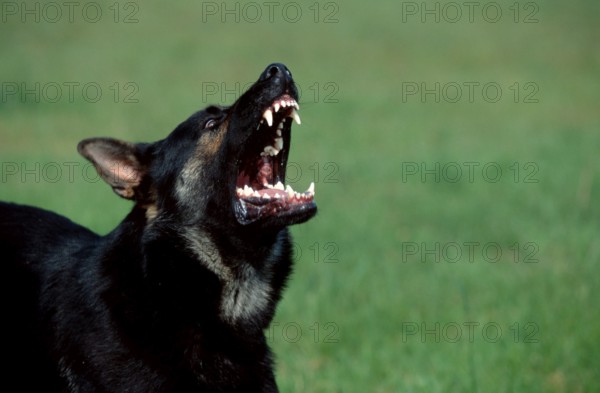 German Shepherd or Alsatian