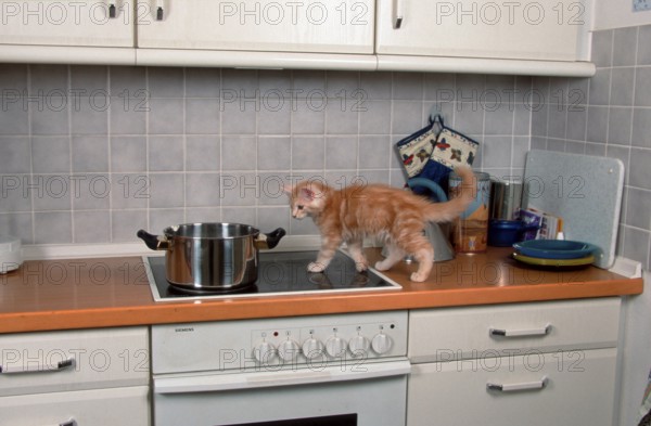 Maine Coon cat, kitten runs over kitchen cooker, cooker, oven
