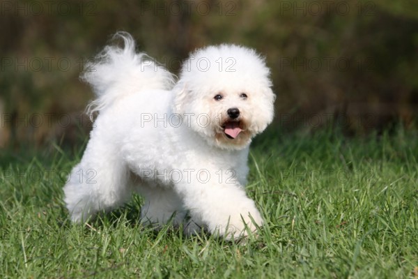 Bichon Frise