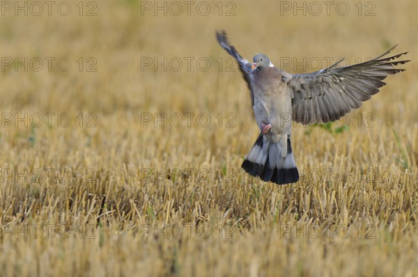 Common wood pigeon (Columba palumbus) , Stubelfeld, Germany, Europe