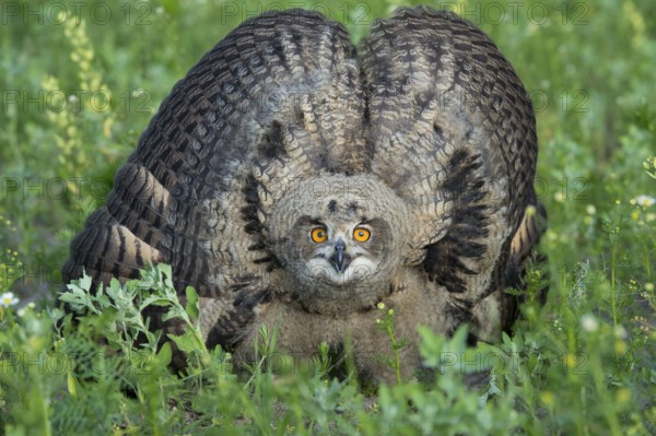 European Eurasian eagle-owl (Bubo bubo) , Ästling, Lower Saxony, Germany, Europe