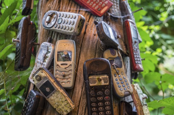 Old mobile phones nailed to a trunk. The severely damaged mobile phones are covered in spider webs