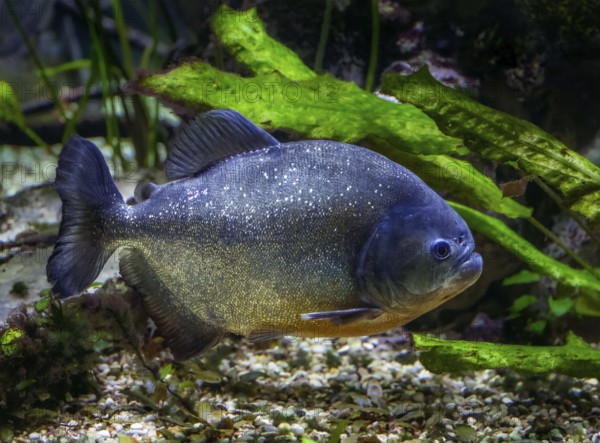 Underwater photo of a piraya piranha