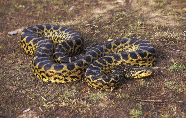 Big Anaconda, Green Anaconda (eunectes murinus), Big Anacondas, Green Anacondas, Other animals,