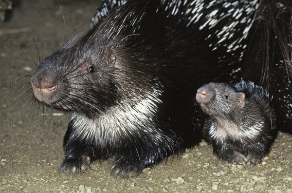 Hystrix africae-australis, South African porcupine, South African porcupine, Common porcupine