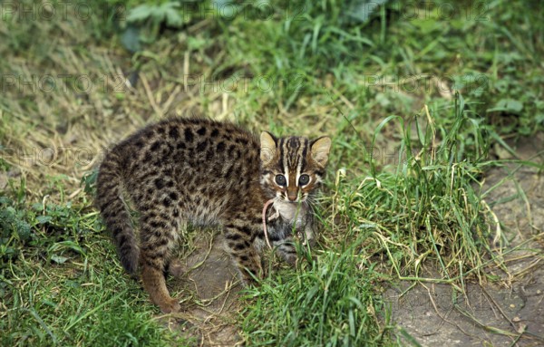 Leopard Cat (prionailurus bengalensis), Cub with Mouse in its Mouth