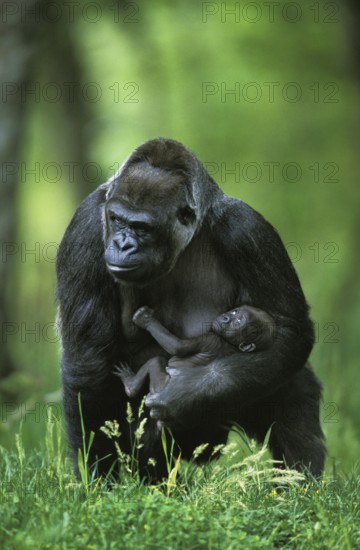 Gorilla (gorilla gorilla), Female with Baby