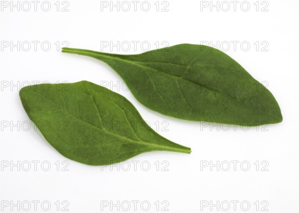 Spinach (spinacia oleracea) Shoot Salad, Leaves against White Background