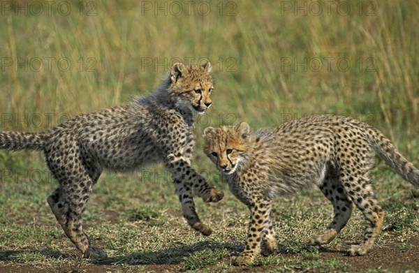 CHEETAH (acinonyx jubatus), CUB PLAYING, KENYA