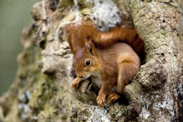 Red Squirrel (sciurus vulgaris), Adult standing at Nest Entrance, Normandy