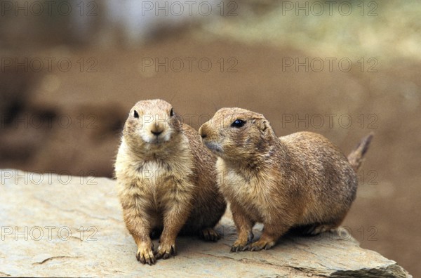 Black-Tailed Prairie Dog (cynomys ludovicianus), Adults