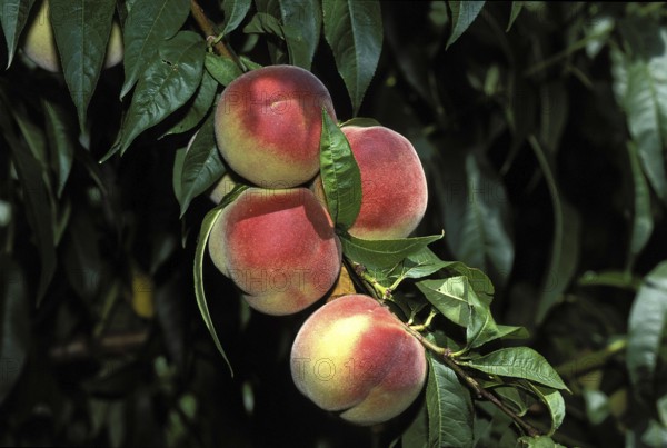 Branch of Peach Tree with Peaches, persica vulgaris