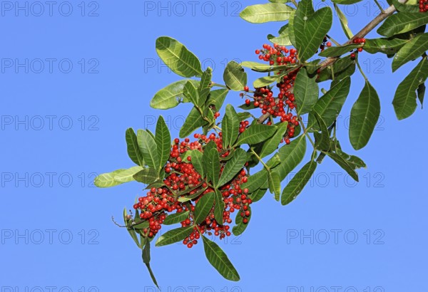 Brazilian Pepper (Schinus terebinthifolius) Tree, Florida, USA, Pink Pepper, Florida Holly, Rose