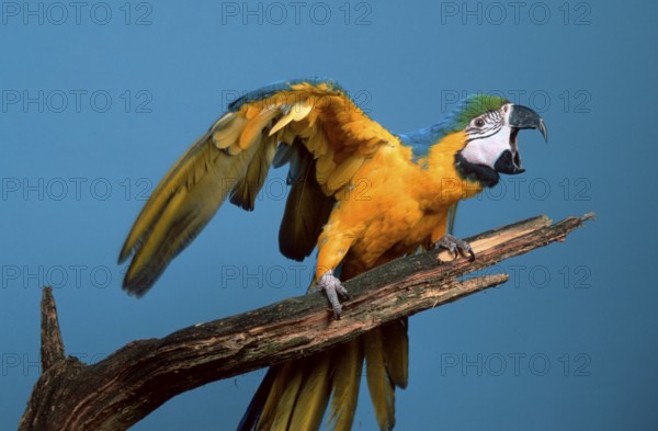 Blue and yellow macaw (Ara ararauna), Blue and Gold Macaw