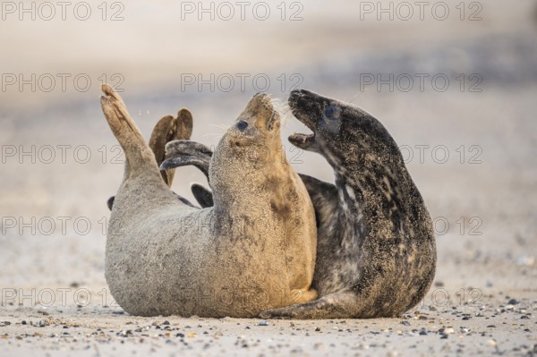 Grey Seal (Halichoerus grypus), Heligoland, Schleswig-Holstein, Germany, Europe