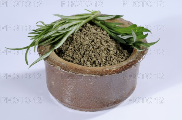 Common Mugwort (Artemisia vulgaris), dried