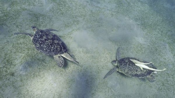 Two Sea turtles graze on the seabed eating green algae. Two Great Green Sea Turtle (Chelonia mydas)