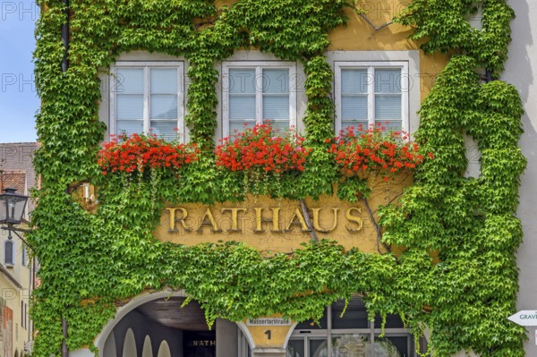 Town hall with floral decoration, Pelargonium (Pelargonium), and Boston ivy (Parthenocissus