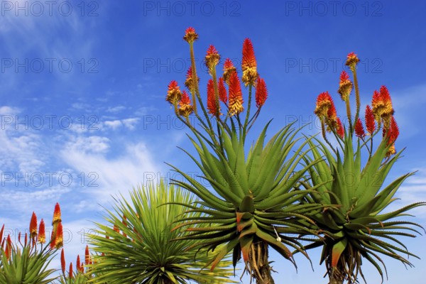 Close up of Aloe Vera flowers (Aloe Vera) against blue sky, near Los Canarios, La Palma, Canary
