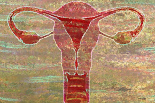 This is the uterus and this is where a fertilised ovum matures
