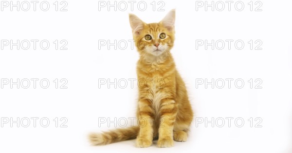 Cream Blotched Tabby Maine Coon, Domestic Cat, Kitten against White Background, Normandy in France