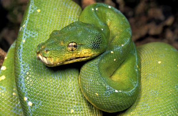 Green Tree Python (morelia viridis)