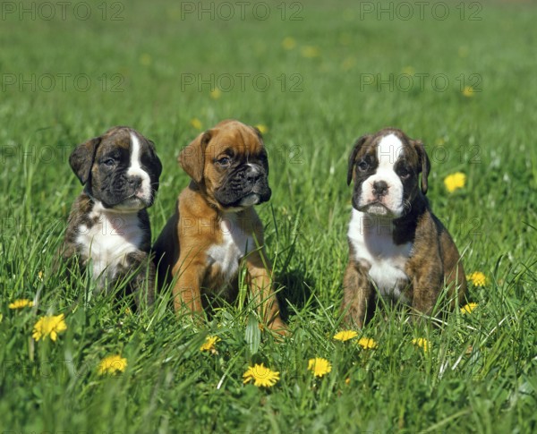 Boxer Dog, Pup standing in Dandelions