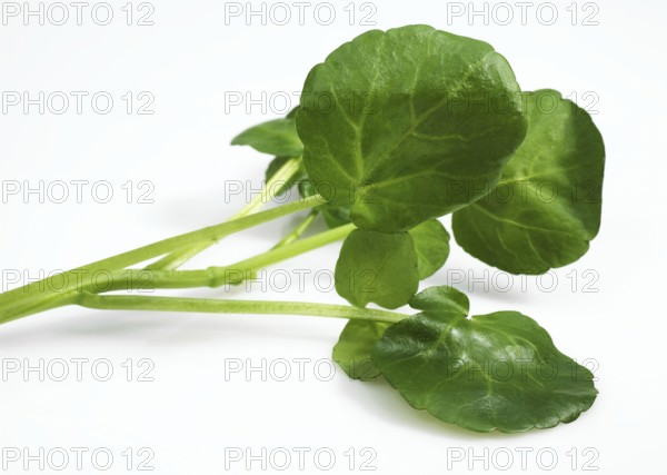 Watercress (nasturtium officinale), Salad against White Background