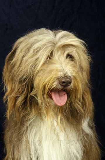 BEARDED COLLIE, HEAD OF ADULT AGAINST BLACK BACKGROUND