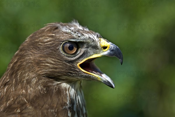 Common Buzzard (buteo buteo), Portrait of Adult calling