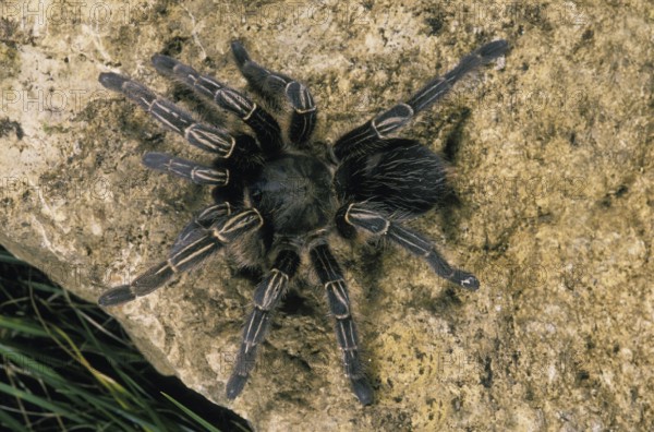 TRAP-DOOR SPIDER STANDING ON STONE