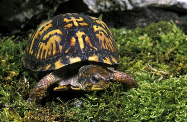 EASTERN BOX TURTLE (terrapene carolina)