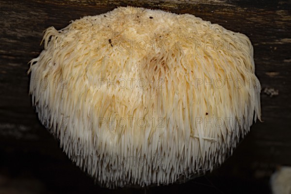 Hedgehog spiny beard whitish-cream coloured fruit body with drooping spines on tree trunk