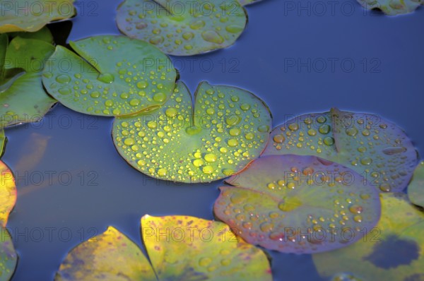 Garden pond with lily pads, water drops after rain on lily pads