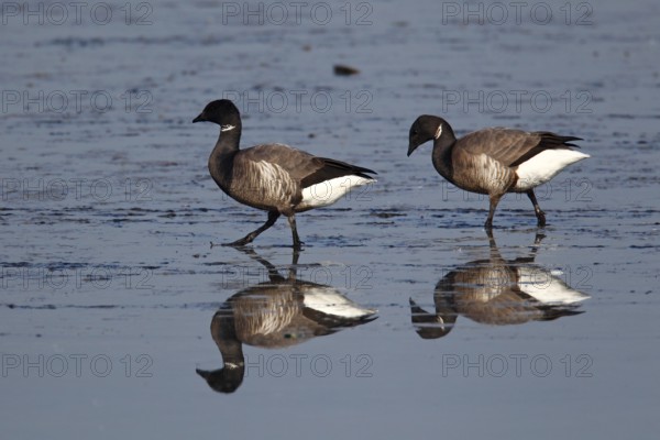 Brant Geese (Branta bernicla) in the Wadden Sea, Texel Island, Netherlands