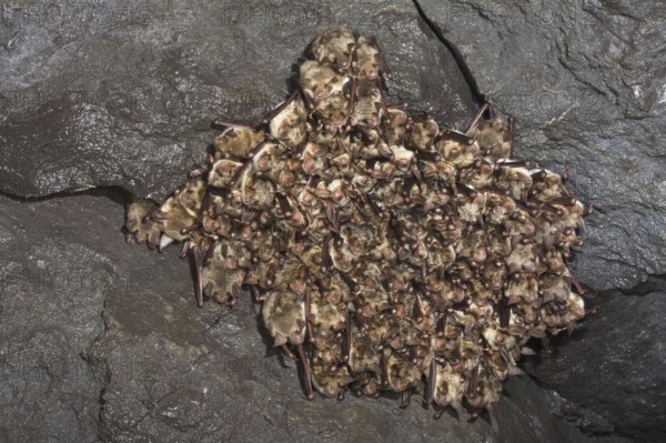 Greater mouse-eared bats (Myotis myotis), group at roost, hibernating, hibernating, Germany, Europe