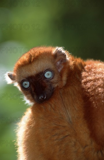 Blue-eyed Lemur, female (Eulemur macaco flavifrons), Sclater's Black Lemur