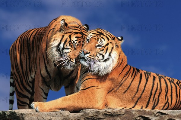 Sumatran Tiger (Panthera tigris sumatrae)