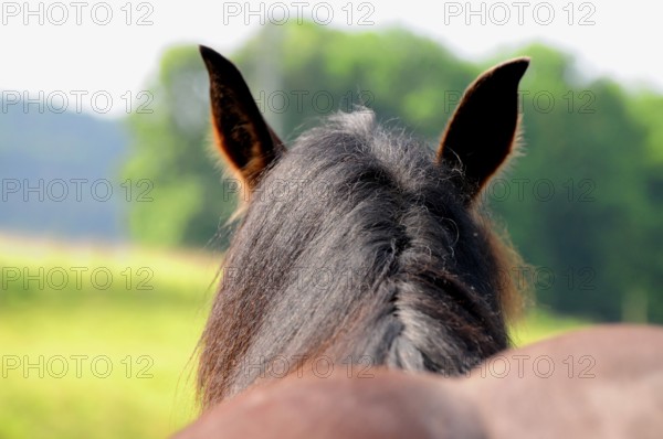 Coldblood, Mane, Coldblood Horse, Mane Comb