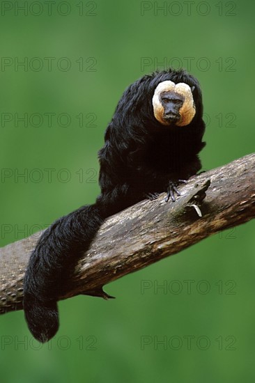 Pale-headed Saki, male (Pithecia pithecia), Blasskopfsaki, maennlich, animals, Suedamerika, south