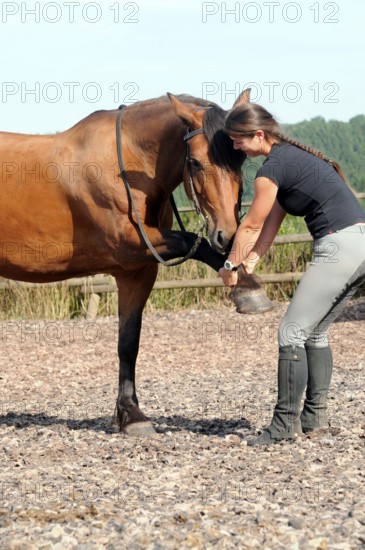 Equine physiotherapy, stretching