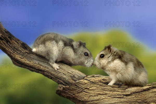 Dwarf Hamster (Phodopus sungorus), side