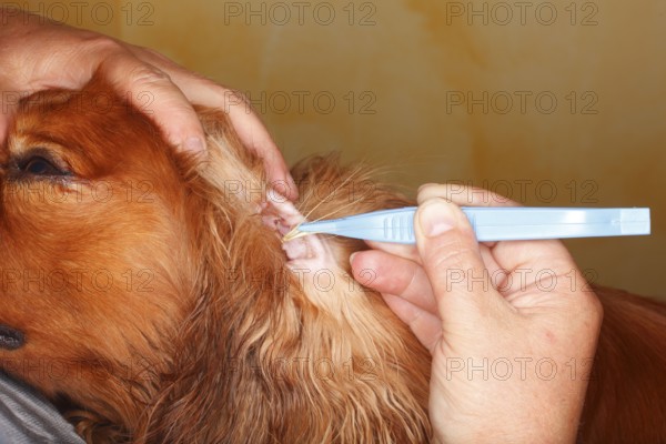 Removal of grass seeds from dog ear, inside, Cavalier King Charles Spaniel, ruby, grene, awns,
